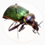 profile icon of a green beetle on a white background